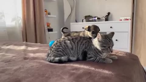 Funny Cat Reaction to Puppies [Kitty sees them for the First Time]