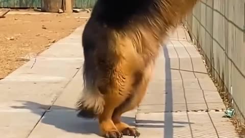 Dogs Lovers
