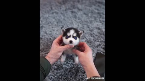 🤗Cute Husky puppy4