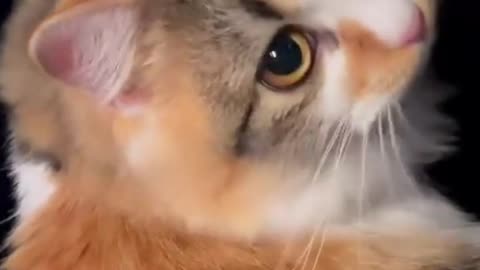 Innocent little Kitty