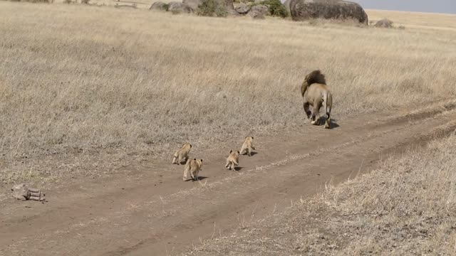 lion dad try ditch cubs epic fail