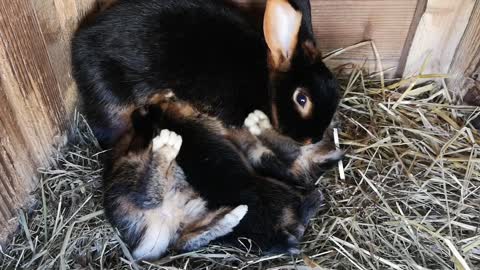 Awesome! Have you ever seen little bunnies eat? This video will change your day.