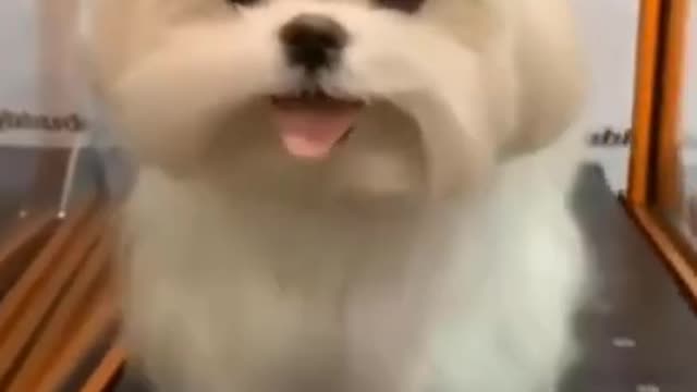 Best cute dog reaction