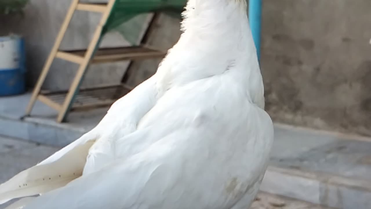 Slo Mo Pigeon