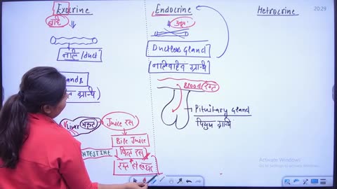 69 endocrine system 2