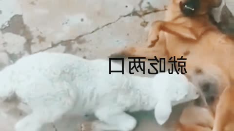 Kutiya,bakri ke bachhe ko doodh pila Rahi hai.