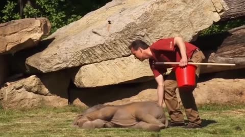 elephant intelegent