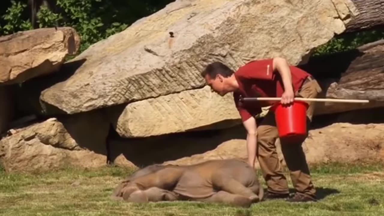 elephant intelegent