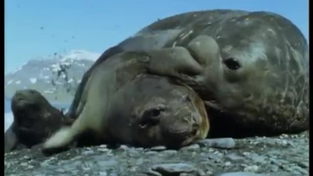 Elephant Seals | Life in the Freezer | BBC Earth