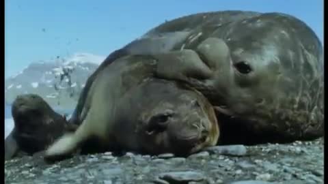 Elephant Seals | Life in the Freezer | BBC Earth