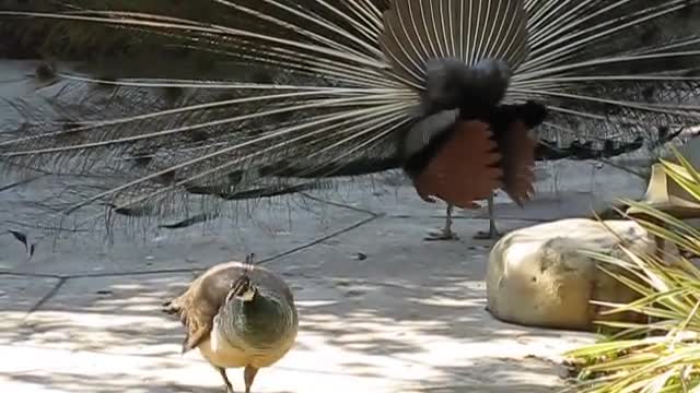 Peacock Mating Video 2022 Amazing Peacock Meeting