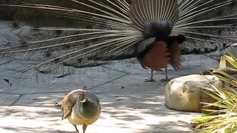 Peacock Mating Video 2022 Amazing Peacock Meeting