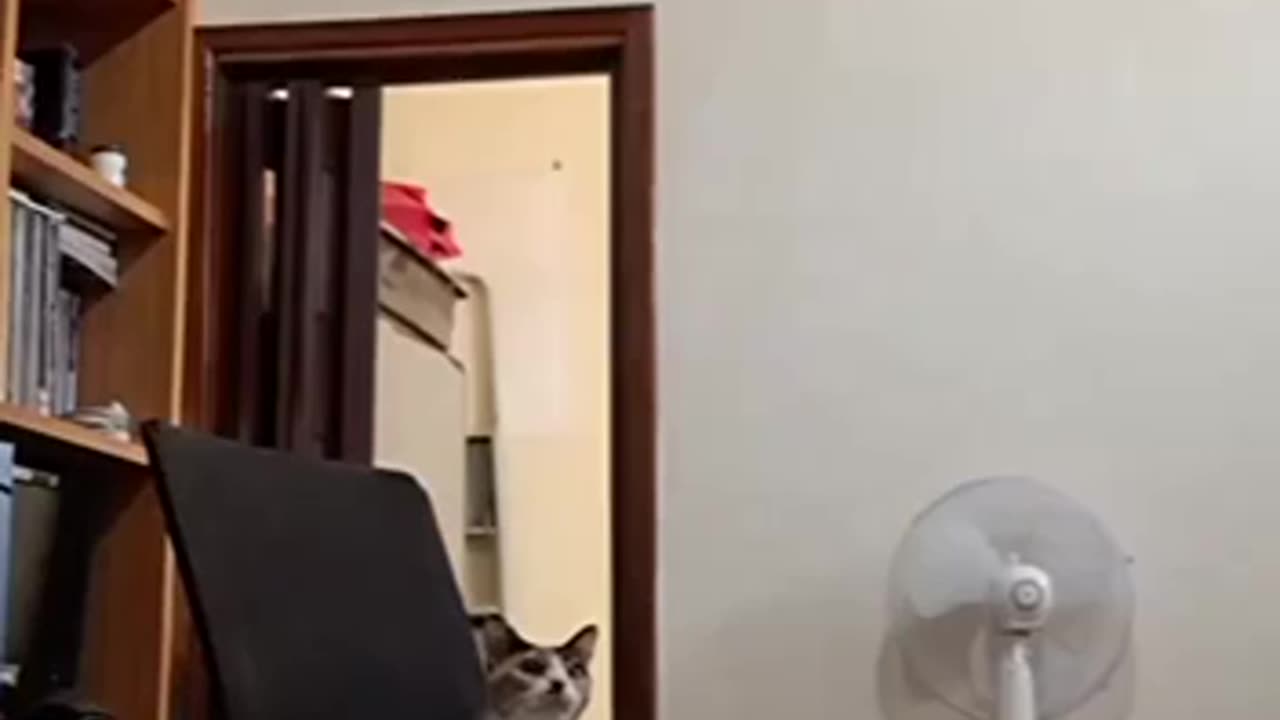 AC DC tribute band 😂😂👍