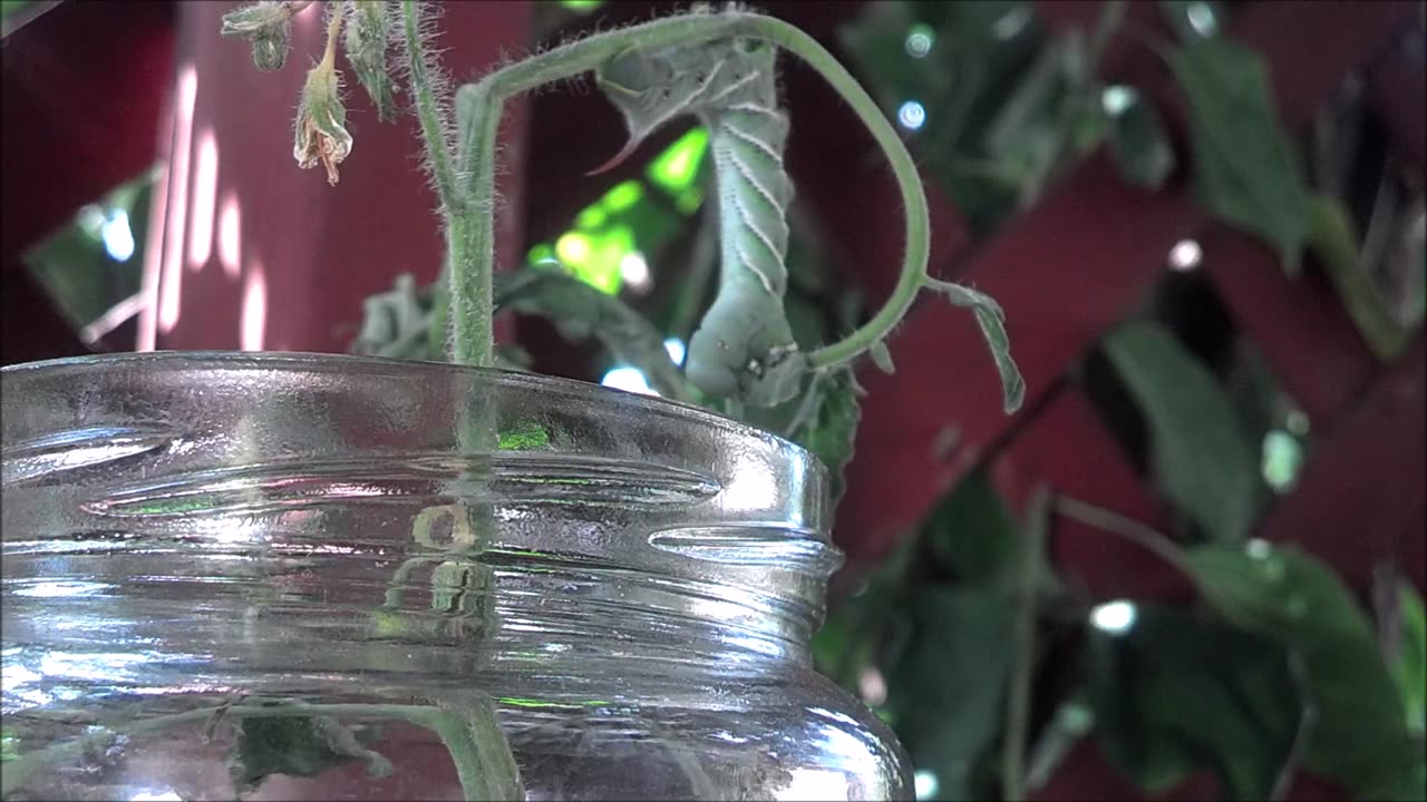 Hornworm caterpillar eating my tomato plant. My loss is you relaxing time lapse video.