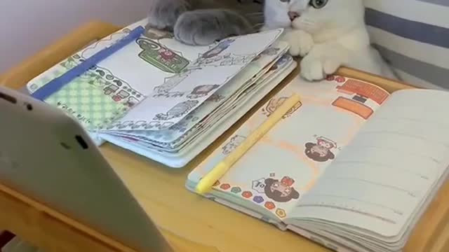 Cat are studying 😂😧