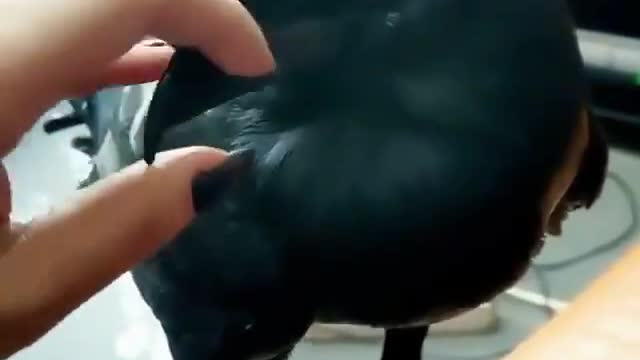 I want to pet a crow