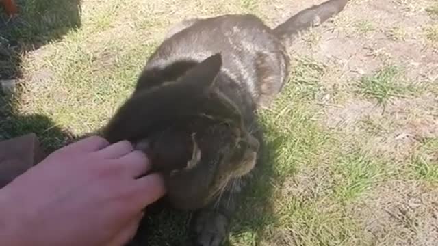 Stray Cat Decides To Move Into Guy’s House