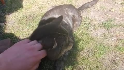 Stray Cat Decides To Move Into Guy’s House