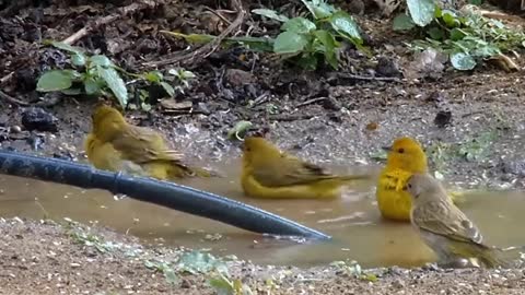 The party of canary birds in the pool of water - Collective bath