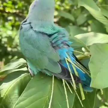 Smart parrot is doing weird thing🦜🦜🦜