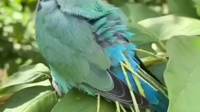 Smart parrot is doing weird thing🦜🦜🦜