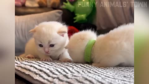 Funniest Cats and Dogs 🐶🐱 | Funny Animal Videos