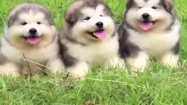 The Three Dog Brothers