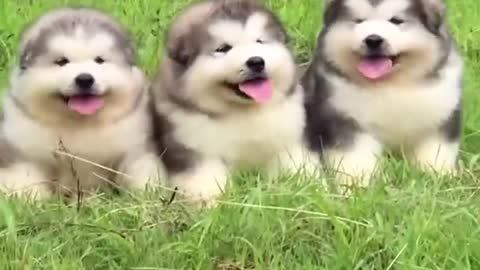 The Three Dog Brothers