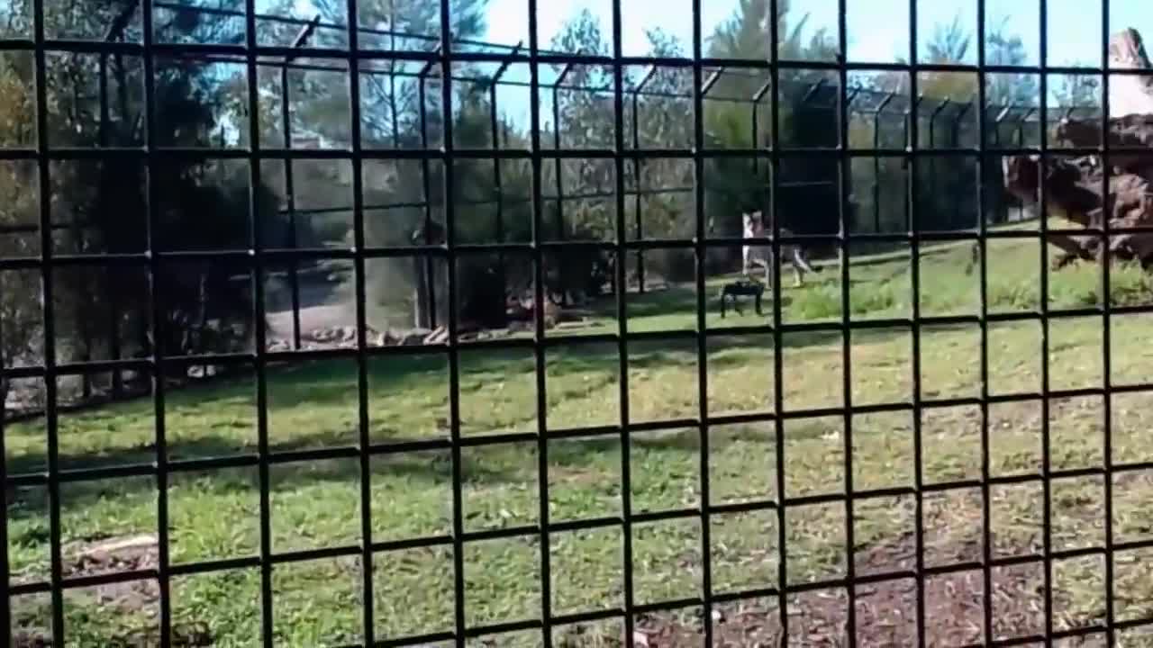 Cheetah vs robodog