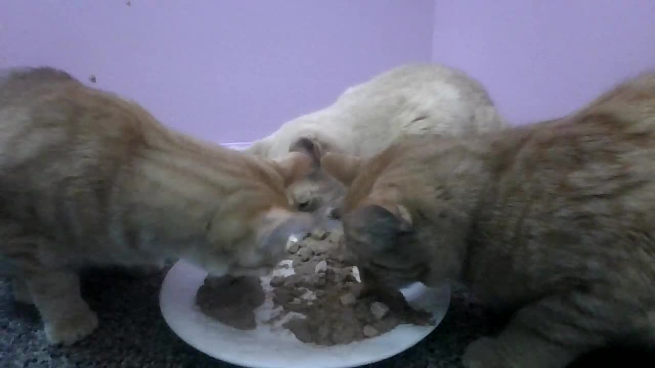 Sunday's 3bgb breakfastsssesss!!!