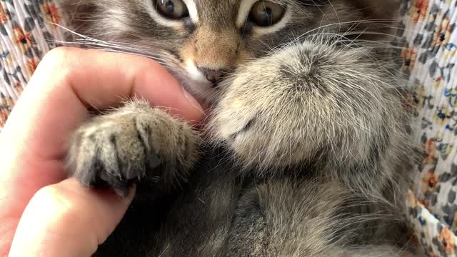 cute cat playingg