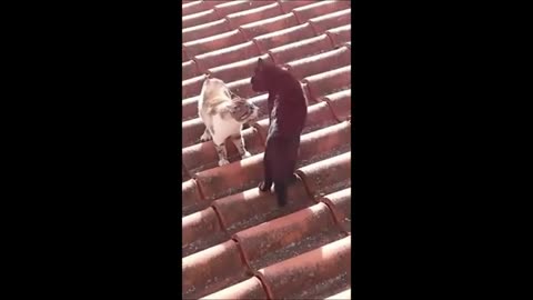 Funny Animal Videos