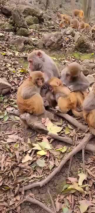 Funny Monkey Videos - A Funny Monkeys Compilation 2022