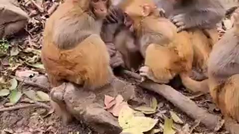 Funny Monkey Videos - A Funny Monkeys Compilation 2022