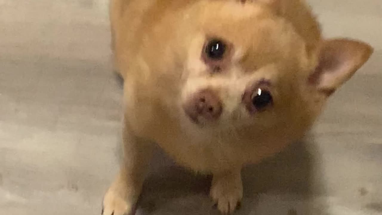๐ฃ๏ธThey๐ want TREATS๐๐๐