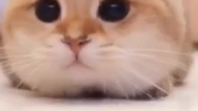 Cute cat looking for a mouse