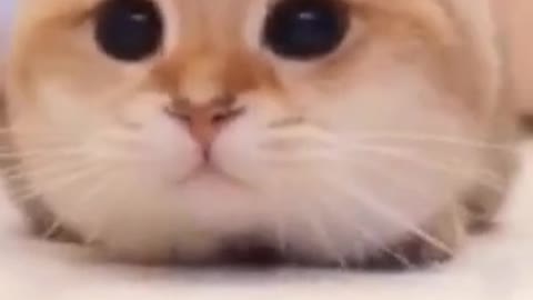Cute cat looking for a mouse