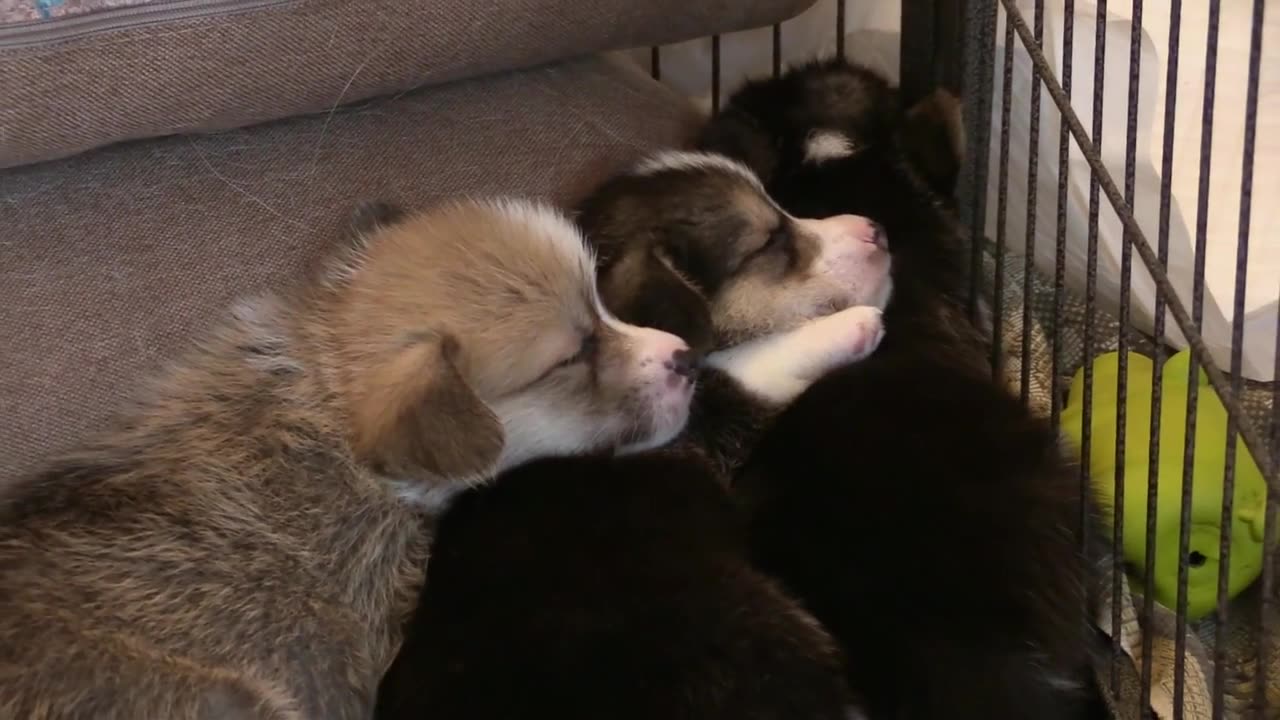 Cuddly Puppies: A Pile of Sleeping Cuties!