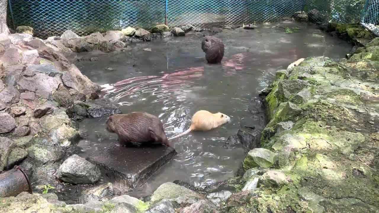 Animals Bathing