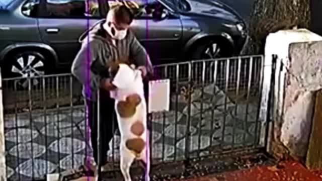 Dog Instant Regret