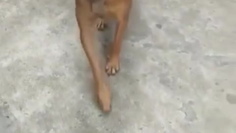 DOG DOING A CAT WALK