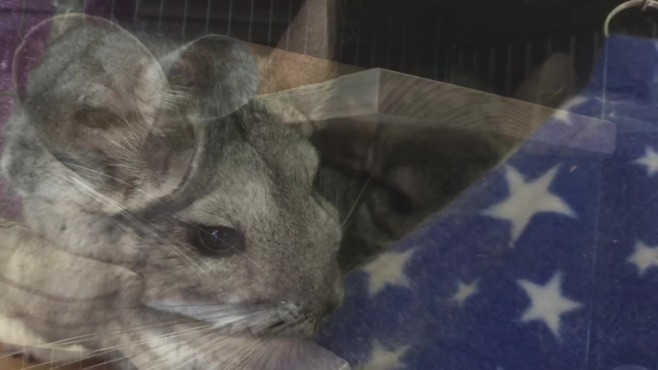 Chinchilla Sounds and Noises - Cute chinchilla for kids! 2 min 30 seconds