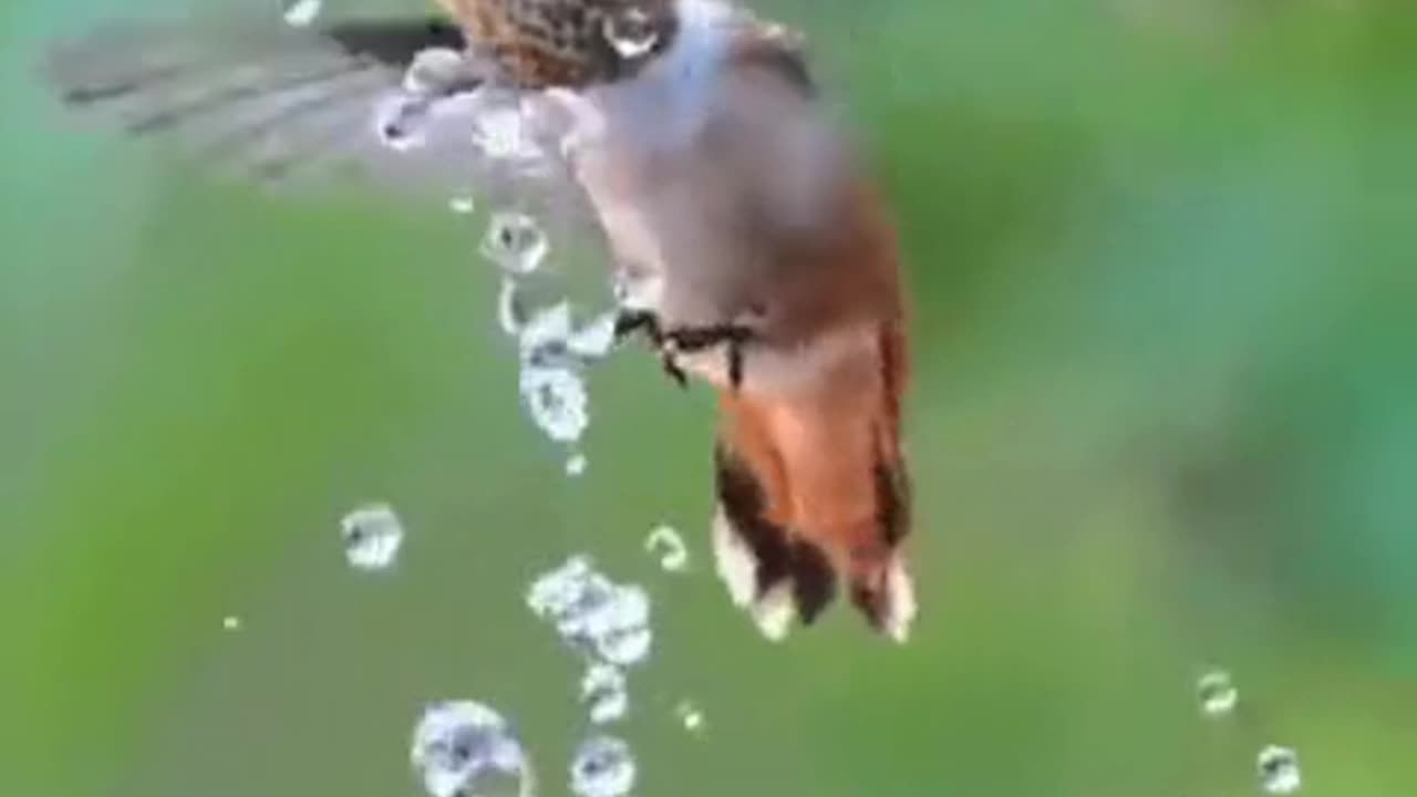 Hummingbird's Hydration Hustle! 💦🐦🎶😂🌺💧