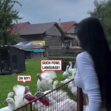 Having A Conversation With Turkeys 🦃