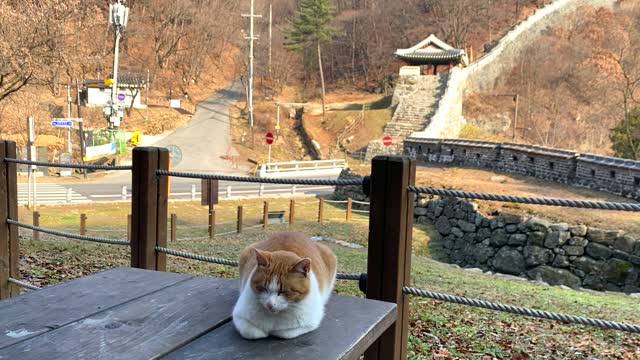 A stray cat is resting on a bench on the road to the fortress