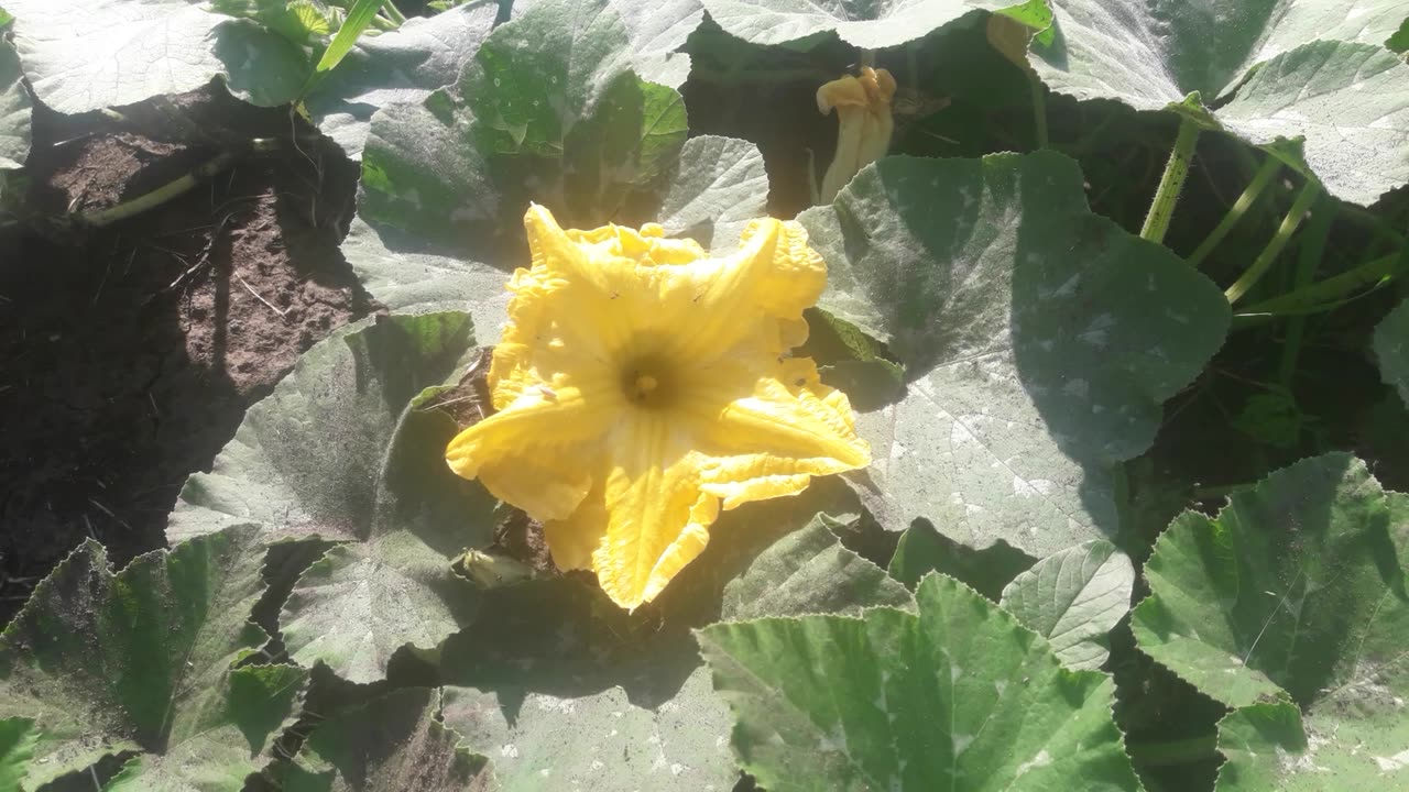 The pumpkin has bloomed