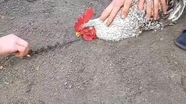 Interesting chicken