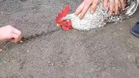 Interesting chicken