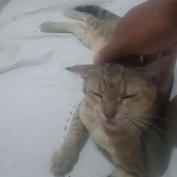 Mendigata loves kuddles