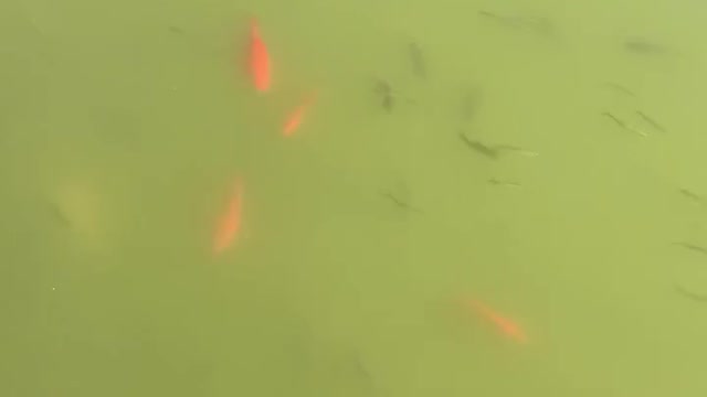 There are many small fish in the river